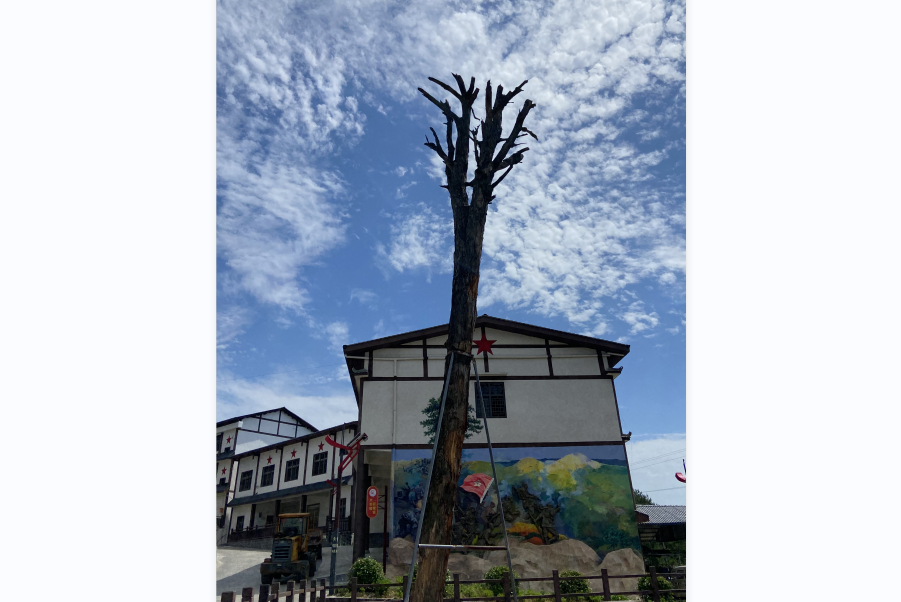 弹痕松