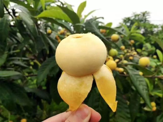 白皮枇杷