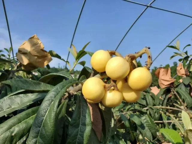 白皮枇杷